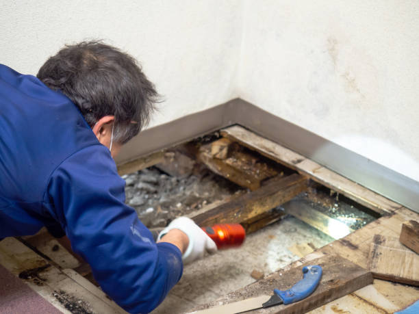 Best Emergency Mold Remediation in Johnson City, NY