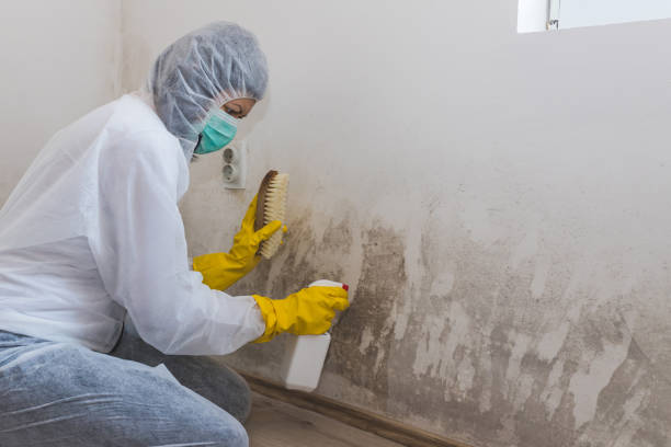 Best Emergency Mold Remediation in Johnson City, NY