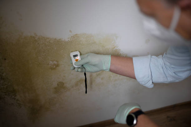 Best Mold Remediation for Schools in Johnson City, NY