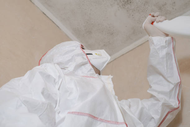 Best Localized Mold Remediation (e.g., coastal areas, humid climates) in Johnson City, NY