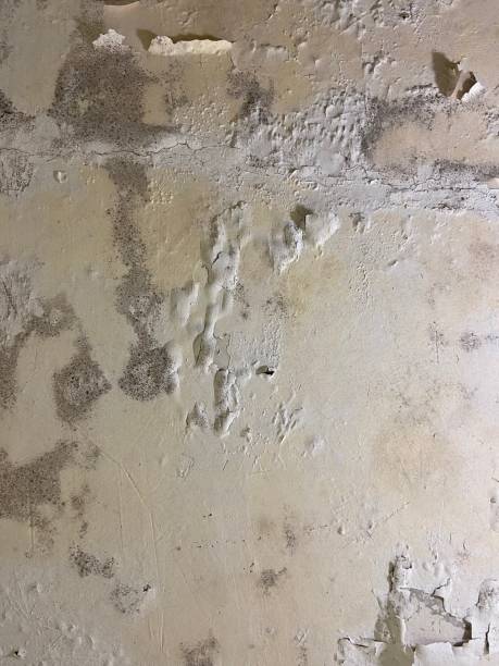 Best Basement Mold Remediation in Johnson City, NY