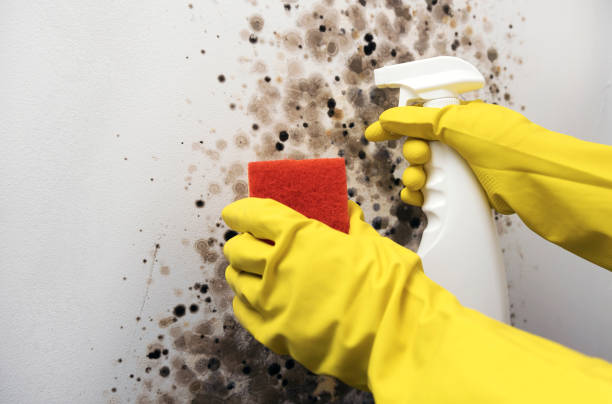 Best DIY Mold Remediation Support Services in Johnson City, NY