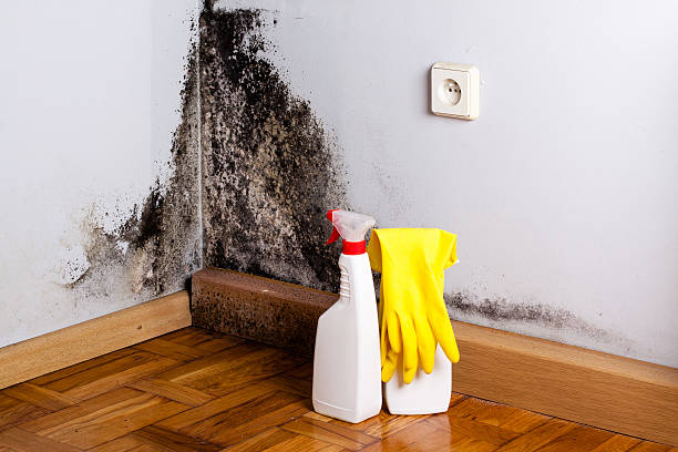 Best Kitchen Mold Remediation in Johnson City, NY