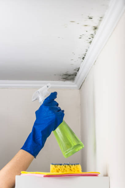 Best DIY Mold Remediation Support Services in Johnson City, NY