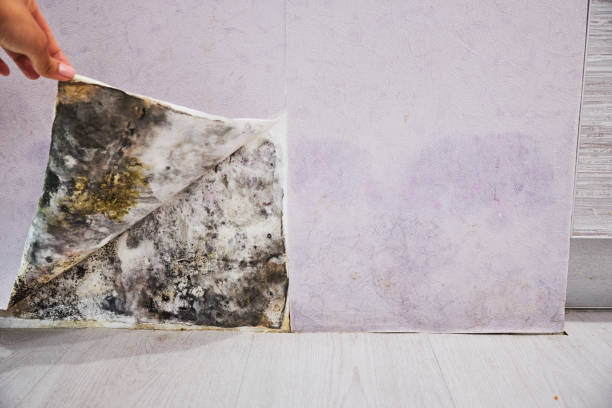 Professional Mold Remediation in Johnson City, NY